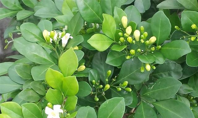 九里香花什么时候开（观赏九里香花期简介）