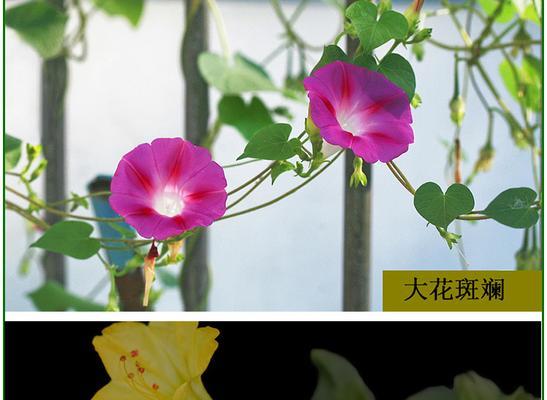 牵牛花的种子叫什么（牵牛花种子种植方法和时间）