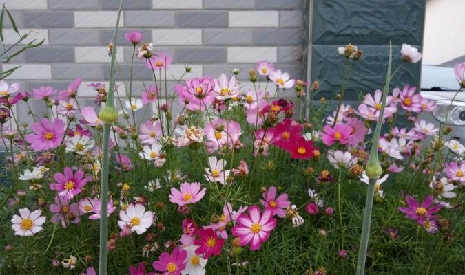 波斯菊啥时候开花（了解波斯菊的花期季节）