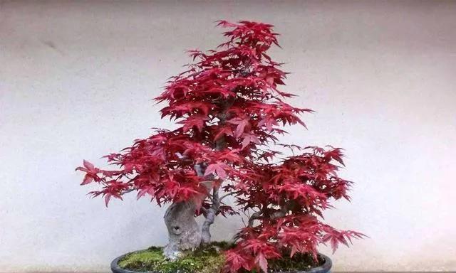 枫树盆栽怎么种植（枫树盆栽的种植方法讲解）