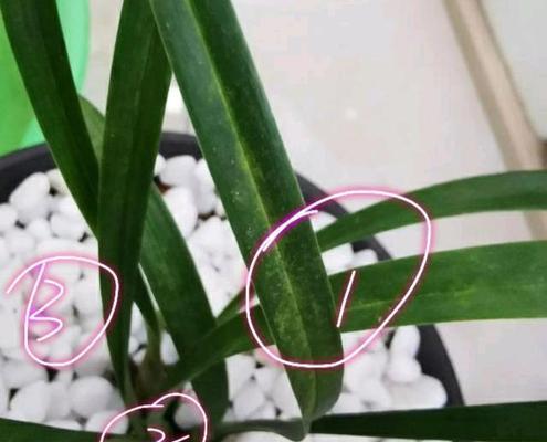 兰花叶子发黑怎么回事（兰花黑斑原因及解决方法）