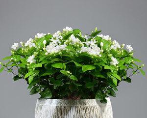 如何养好茉莉花盆栽（家养茉莉花的正确方法）