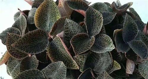 金线莲种植气候土质要求（金线莲种植环境要求）
