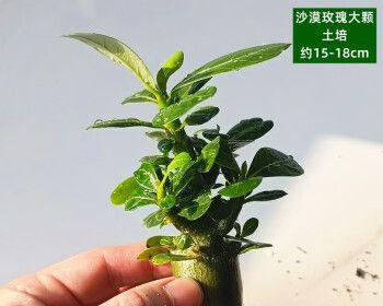 如何盆栽沙漠玫瑰（沙漠玫瑰盆栽的养殖方法和注意事项）
