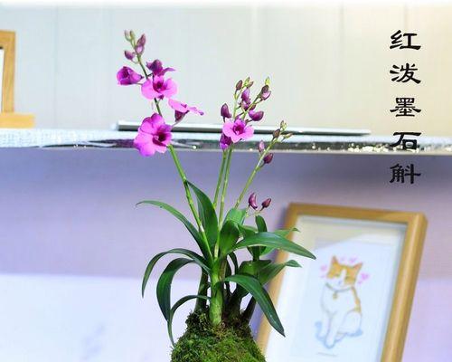 怎样养兰花才能长得旺盛（家养兰花的正确方法）