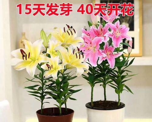 香水百合好不好养活（教你正确养护香水百合的方法）