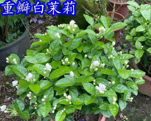 茉莉花的种植方法有什么（新手养茉莉花的窍门）