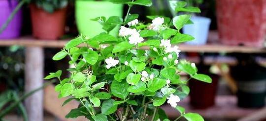 茉莉花的种植方法有什么（新手养茉莉花的窍门）