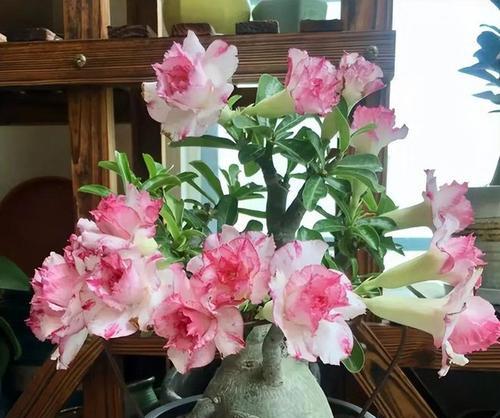 沙漠玫瑰一年开几次花（种植沙漠玫瑰的注意事项）