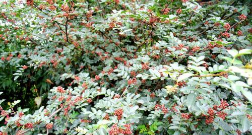 什么时候种花椒树（花椒树的种植与管理）