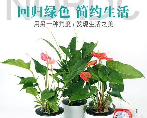 家里哪些植物不能养（盘点5种适合家养的植物）