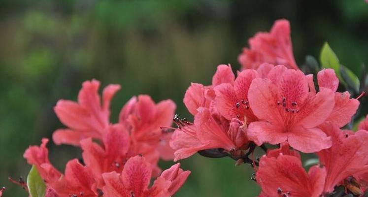 杜鹃花期是几月份（有关杜鹃花开花时间）