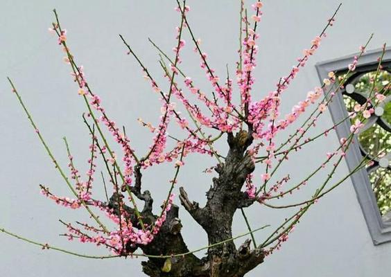 梅花老桩盆景怎么养（梅花老桩盆景的养殖方法）