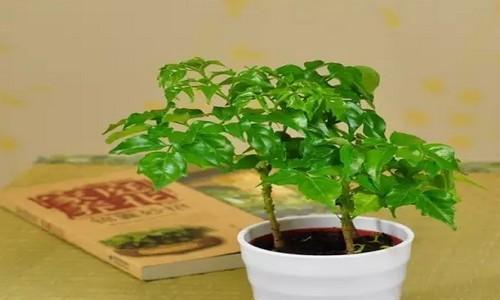 幸福树怎么繁殖方法（幸福树繁殖的方法与技巧）