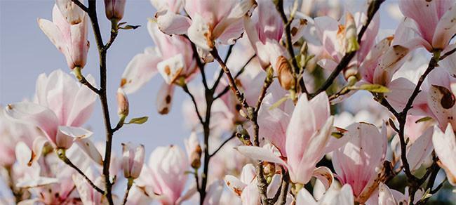 玉兰花怎么种植（玉兰花的种植与养护）