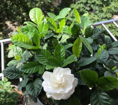 栀子花的花期有多长（描述栀子花的开花时间）