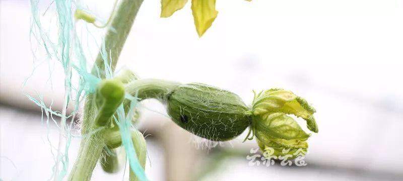 西瓜藤怎么修剪好看（有关西瓜种植注意事项）