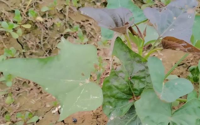 地瓜怎么栽种才高产（地瓜高产种植小窍门）