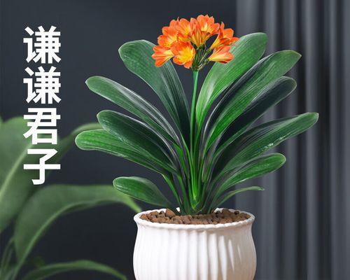 君子兰的养殖方法步骤（打造美丽的君子兰花园）