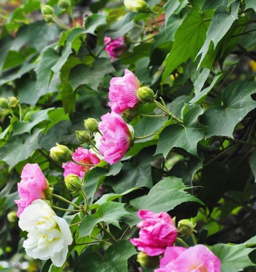 芙蓉花开花季节是什么时候（了解芙蓉花的特点介绍）