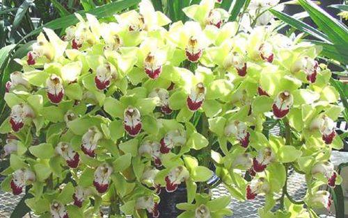 大花蕙兰鲜切花如何养（详解大花蕙兰的养护技巧）
