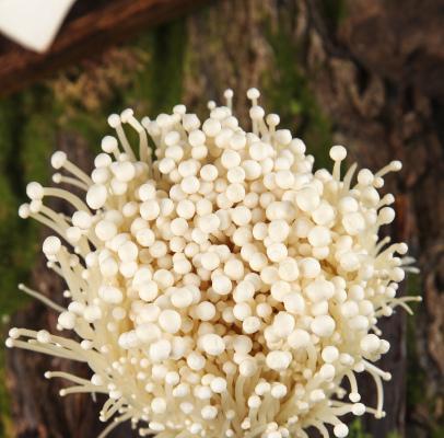 金针菇怎样种植技术（金针菇的种植方法和技术）