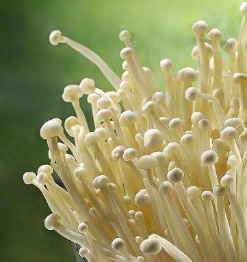 金针菇怎样种植技术（金针菇的种植方法和技术）