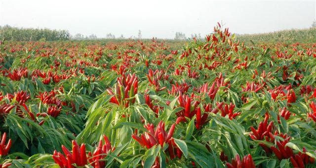 指天椒怎样种植才高产（种天椒的方法和步骤）