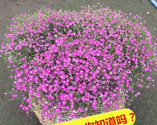 满天星花种子种植方法（种植满天星花的注意事项）