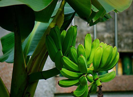 芭蕉树怎么养（芭蕉树的栽培方法讲解）
