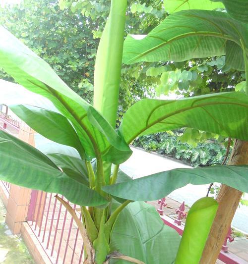 芭蕉树怎么养（芭蕉树的栽培方法讲解）