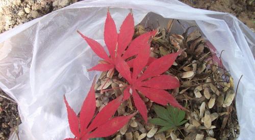 红枫种子发芽了怎么种植（红枫种子种植方法讲解）