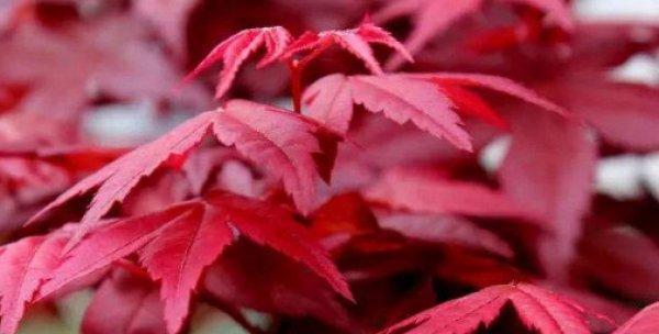 红枫种子发芽了怎么种植（红枫种子种植方法讲解）
