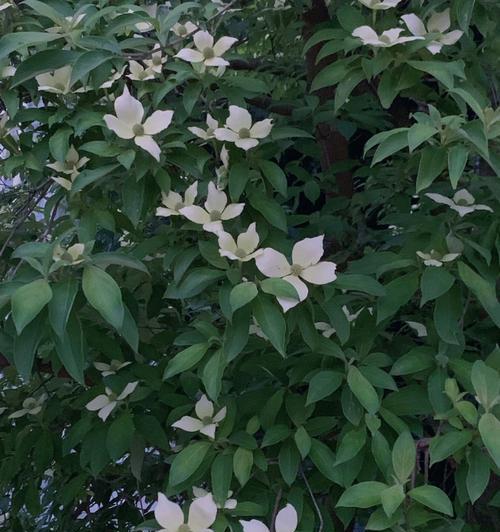 四照花怎么种植（四照花的种植方法和时间）
