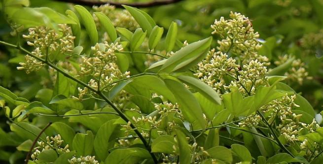 黄花梨种子怎么育苗（黄花梨的种植方法和条件）