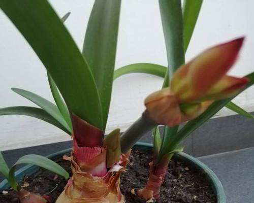紫根兰一年开几次花正常（紫根兰的种植方法）