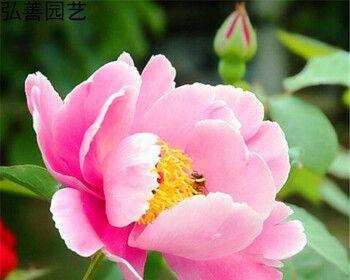 芍药花种子怎么种（芍药种子种植方法和时间）