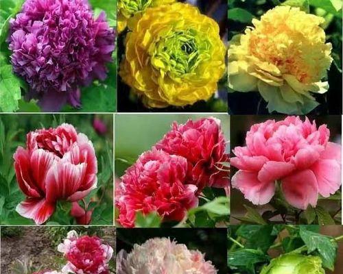 芍药花种子怎么种（芍药种子种植方法和时间）