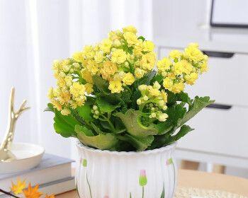 长寿花怎样养成老桩（培养长寿花老桩的关键技巧）