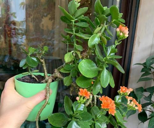 长寿花怎样养成老桩（培养长寿花老桩的关键技巧）