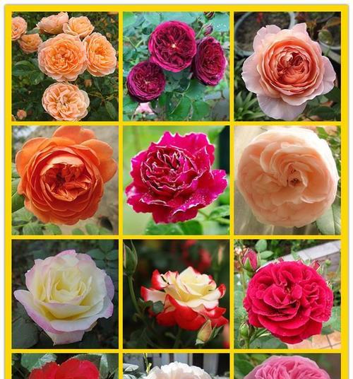 玫瑰花的品种及颜色种类（探索玫瑰花的奇妙世界）