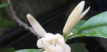 白兰花怎么养才长得好（了解白兰花的养殖方法）