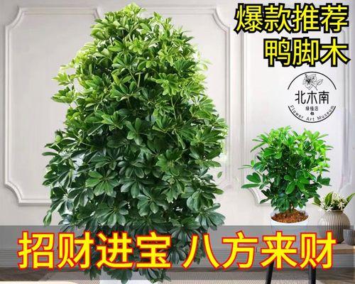 鸭子怎么养殖成活率高（鸭脚木水培鸭掌木养殖方法与技巧）