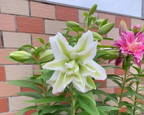 如何养百合花球盆栽（百合花养护小窍门）