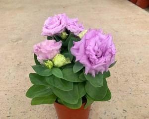 洋桔梗花的种植方法是什么（有关桔梗的栽培管理技术）