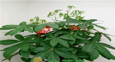 发财树养护注意事项（盆栽发财树的养护知识）