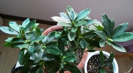 瑞香花掉叶子是怎么回事（详解瑞香花掉叶的原因）