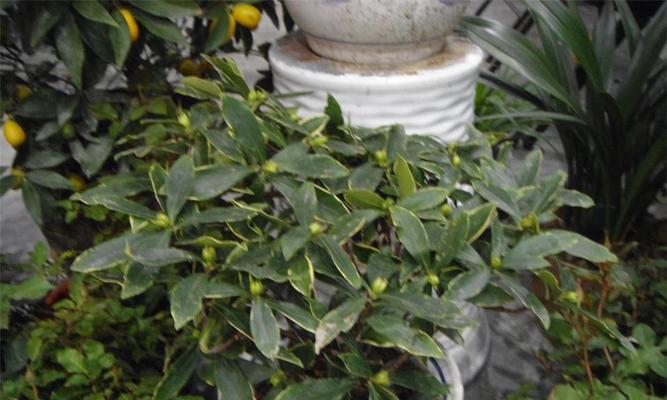 瑞香花掉叶子是怎么回事（详解瑞香花掉叶的原因）
