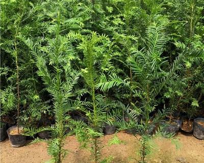 红豆杉苗怎么栽种易成活（红豆杉的种植方法与技术）