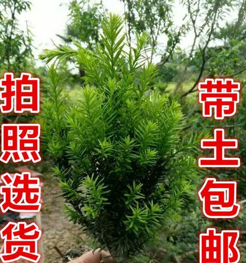 红豆杉苗怎么栽种易成活（红豆杉的种植方法与技术）